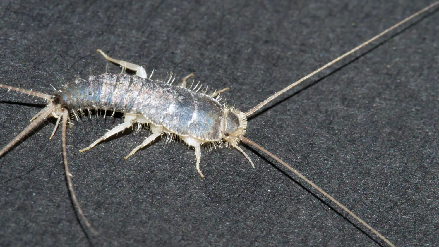 Der gewöhnliche Langschwanz-Silberfisch, Ctenolepisma longicaudata, auch Grauer Silberfisch genannt, auf schwarzem Hintergrund